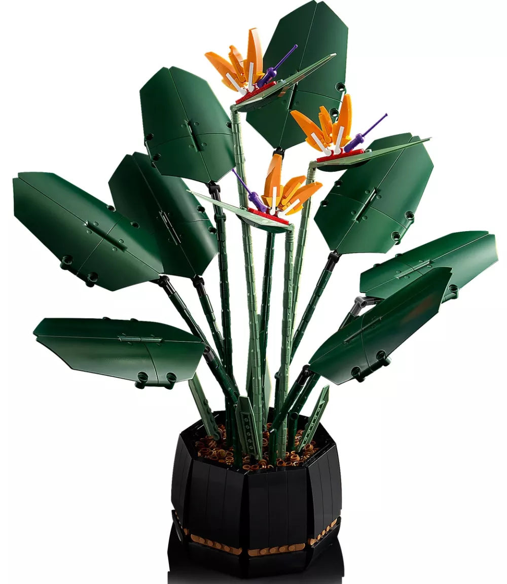 L’oiseau de paradis