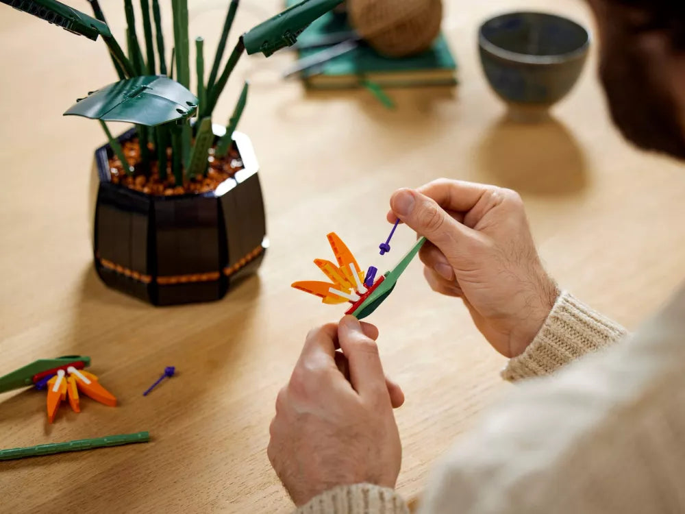 L’oiseau de paradis