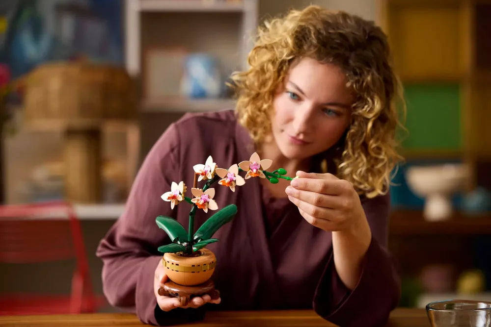 L’orchidée miniature