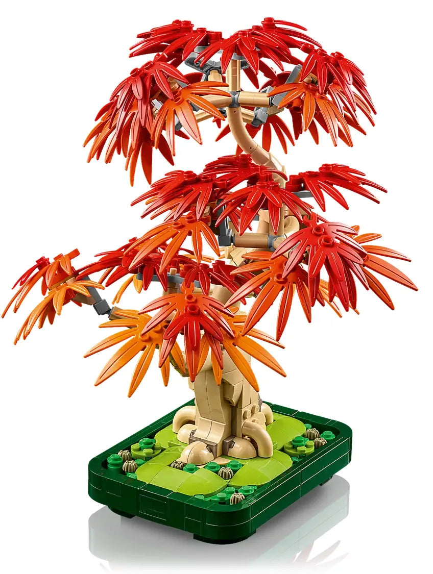 Bonsaï d’érable rouge du Japon