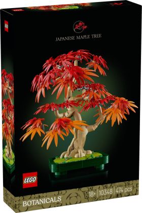 Bonsaï d’érable rouge du Japon
