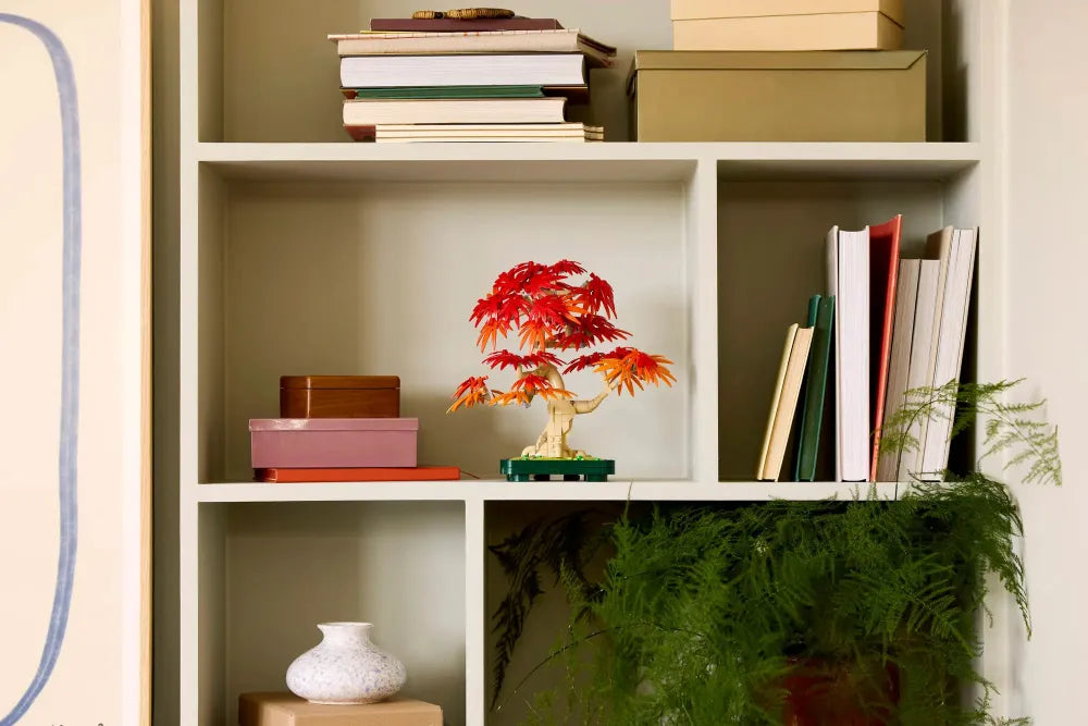 Bonsaï d’érable rouge du Japon